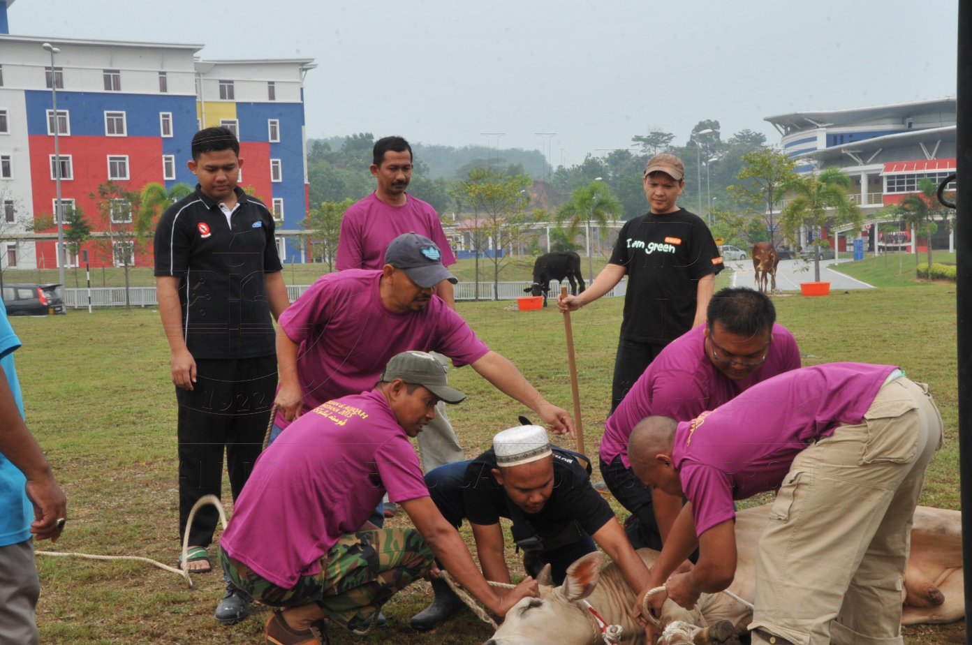 PRO15 150 KORBAN HAS 6682